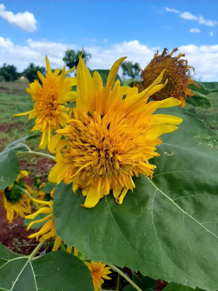 Beatitful Flowers